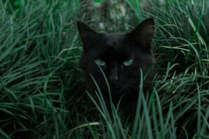 Adventures of a Feline Nomad