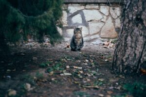 Catnip and Curses