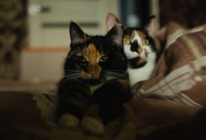 Claw and Order