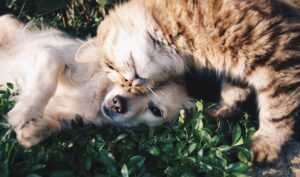 Claws and Whispers
