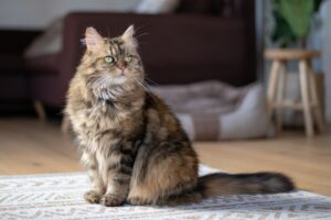 Feline Fables