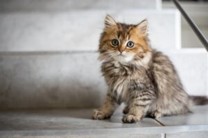 Meow and Forever