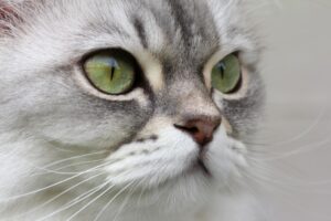 Meowgic and Mystery