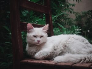 Paws of Destiny