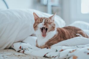 Purrs and Whiskers A Cat's Journey