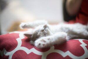 Tales of a Tabby Traveler
