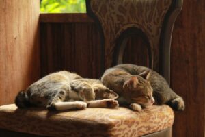 The Alley Cat’s Code