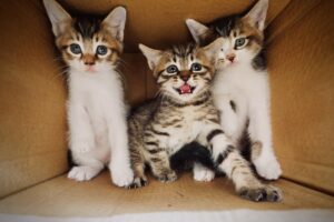 The Cat Whisperer's Guide