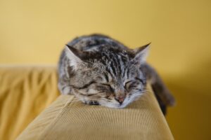 The Cat Who Knew Too Much