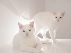 The Catnip Conspiracy