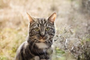 The Cat’s Hidden World