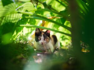 The Feline Diaries