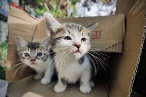 The Mystery of the Silent Purr