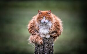 Whiskers of Fate